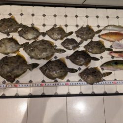 カワハギ【羽田えさ政より】