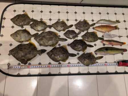 カワハギ【羽田えさ政より】