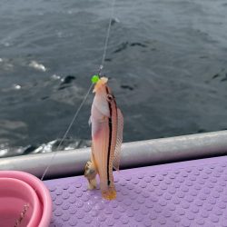 カワハギ【羽田えさ政より】