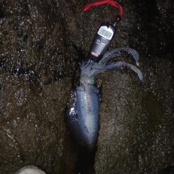 第三回秋エギング調査