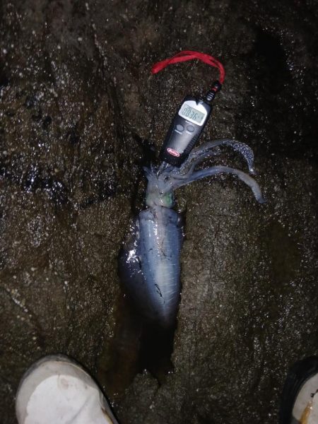 第三回秋エギング調査