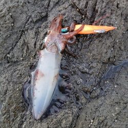 第四回2025秋エギング調査