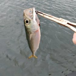 湾奥サゴシ調査