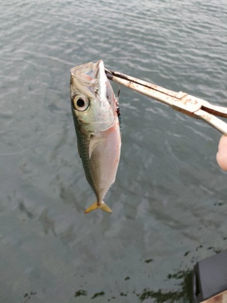 湾奥サゴシ調査