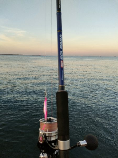 今シーズン4匹目のサゴシ