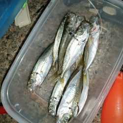 夜間釣行大アナゴ