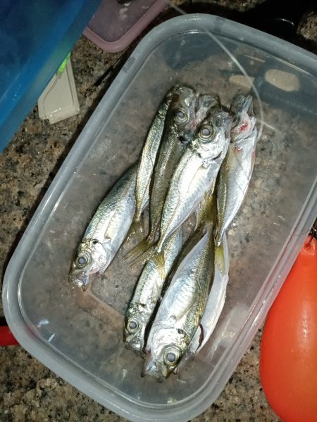 夜間釣行大アナゴ