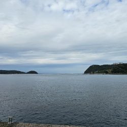 のませ釣りでハマチ