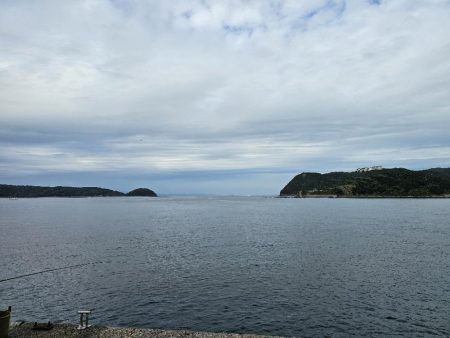 のませ釣りでハマチ