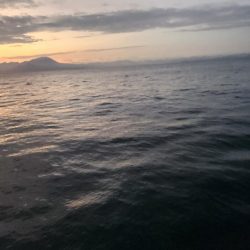 今シーズン初のサゴシ