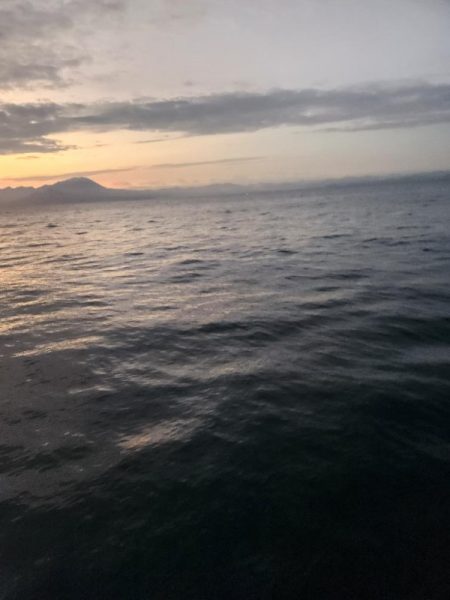 今シーズン初のサゴシ