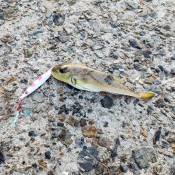 アジングがセイゴ釣りに