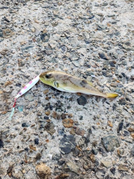 アジングがセイゴ釣りに