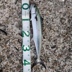 久しぶりのアジ