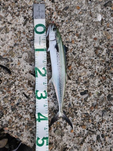 久しぶりのアジ