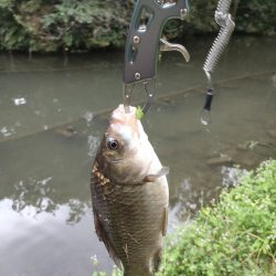 初めてのマブナ