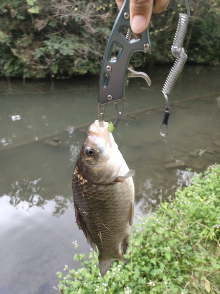 初めてのマブナ