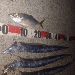 電気ウキ釣り 15