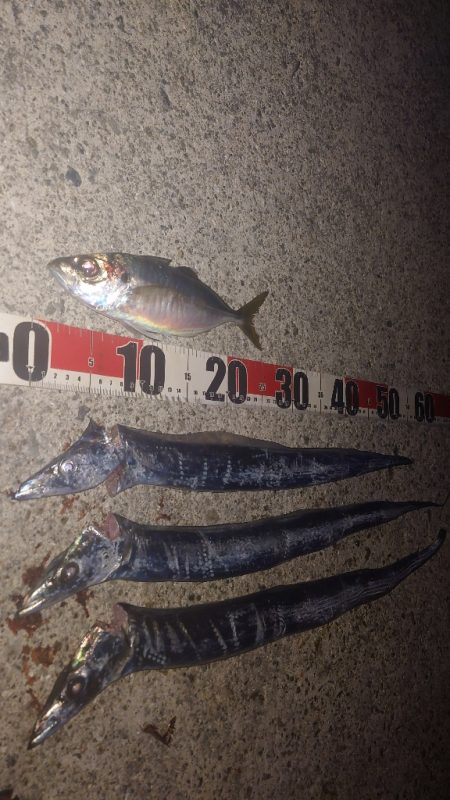 電気ウキ釣り 15