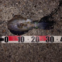 電気ウキ釣り 16