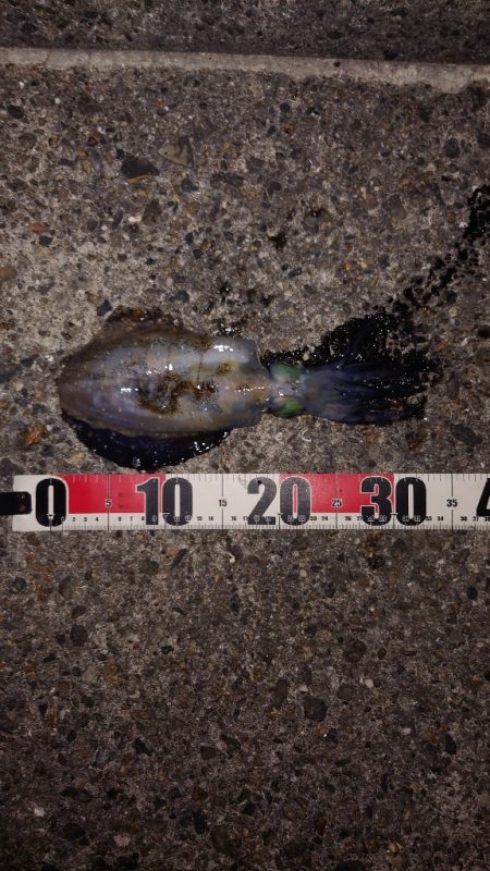 電気ウキ釣り 16