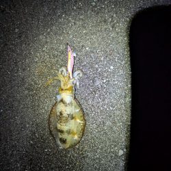 ナイトエギング