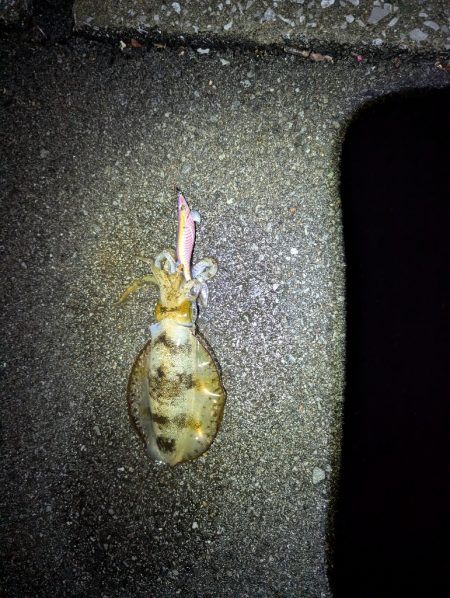 ナイトエギング