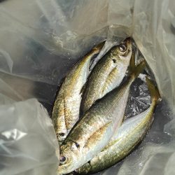 引き続きアジ調査