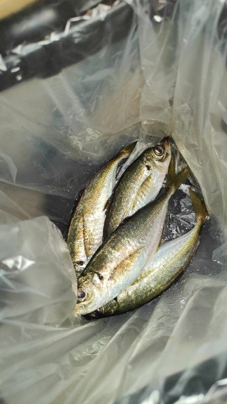 引き続きアジ調査