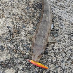 色々狙ってみました!