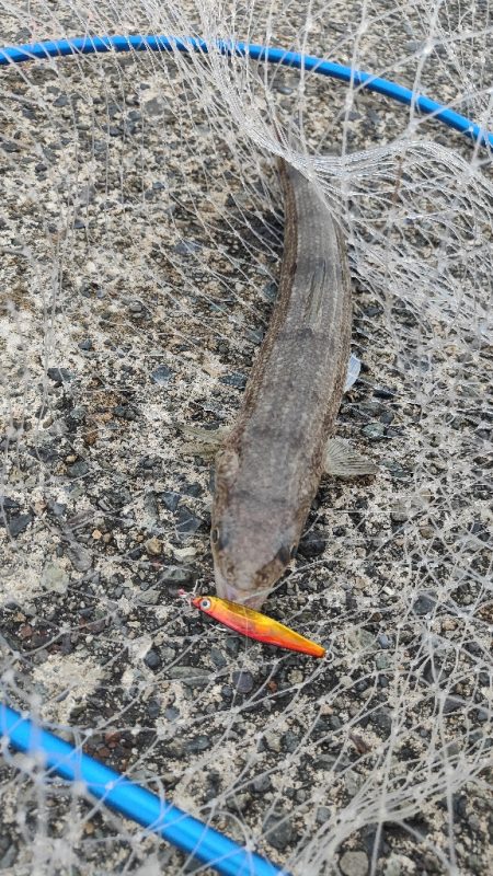 色々狙ってみました!