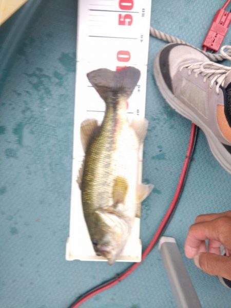 トップとビッグスプーンで釣れました。