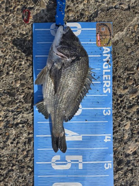 昼からのんびりふかせ釣り🎣