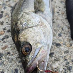 アオリが食べたくて、、、