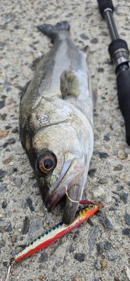 アオリが食べたくて、、、