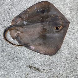 アジング、エギング