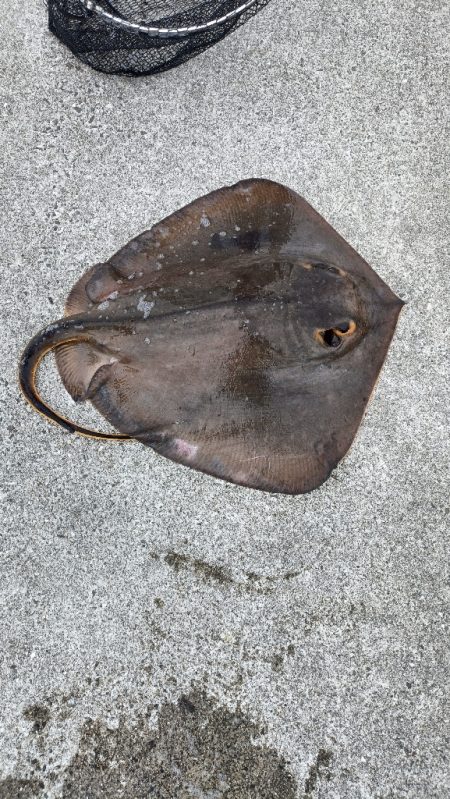 アジング、エギング