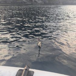 ミニボートティップラン