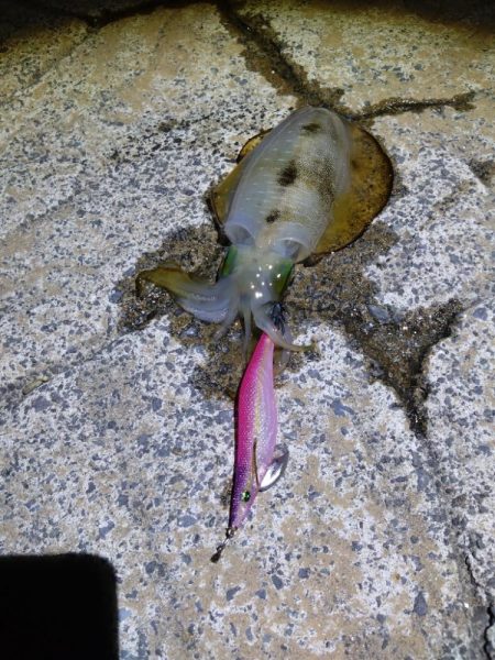 鳥取 チョコっと釣行