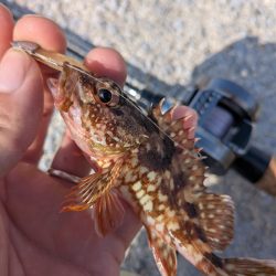 チヌトップ→ガシラマンション開拓