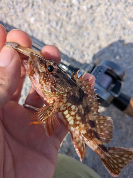 チヌトップ→ガシラマンション開拓