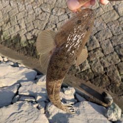 ハゼとハゼの親玉広島ハゼゲー