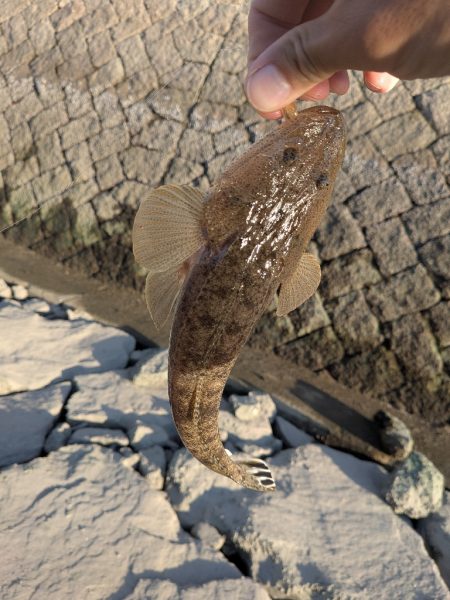 ハゼとハゼの親玉広島ハゼゲー