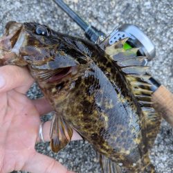 広島ライトソルト祭り8目ゲット