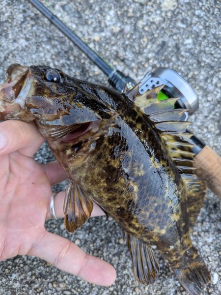 広島ライトソルト祭り8目ゲット