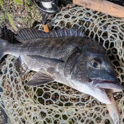 秋の広島チヌトップ