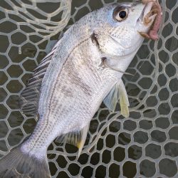 九州遠征ー伊万里チニング