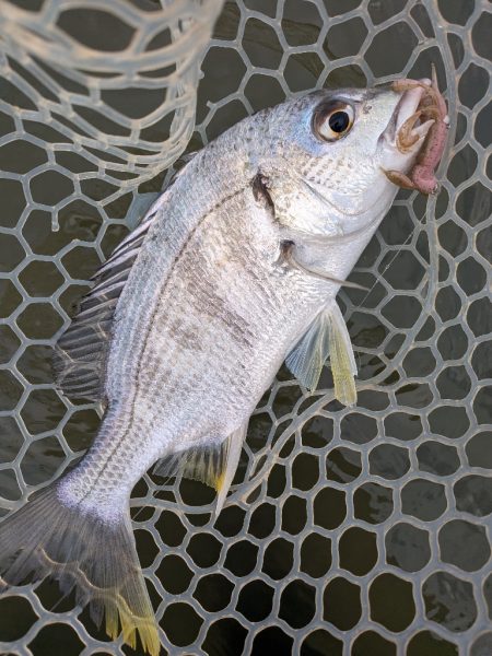 九州遠征ー伊万里チニング