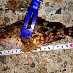 サイズチョイUp