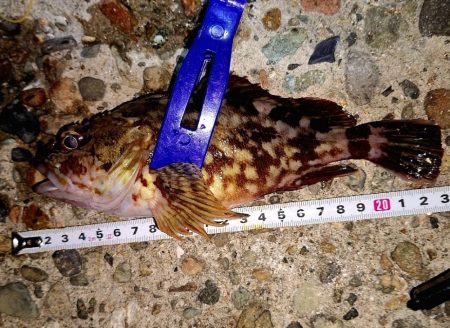 サイズチョイUp